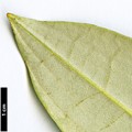 SpeciesSub: subsp. hypoglaucum